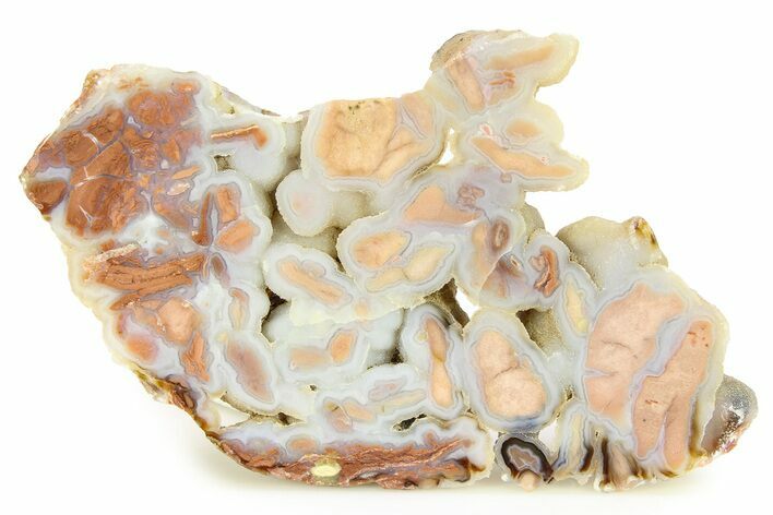 Polished Wyoming Youngite Agate/Jasper Section - Fluorescent #299281